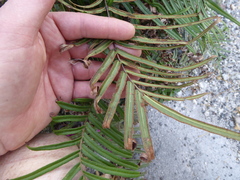 Pteris vittata