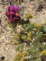 Castilleja exserta venusta