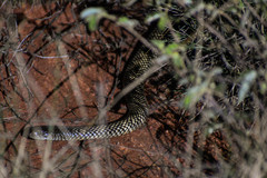 Pseudechis australis