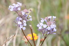 Spermadictyon suaveolens