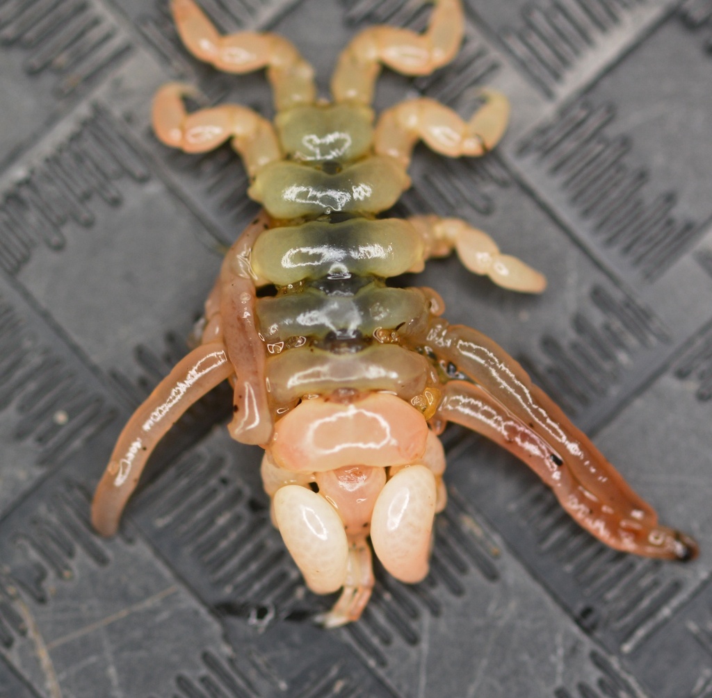 Whale Lice