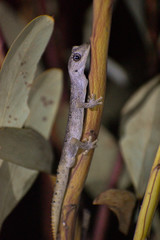 Strophurus ciliaris aberrans