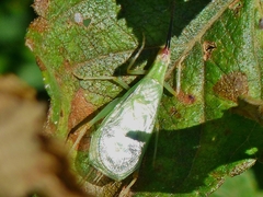 Oecanthus varicornis