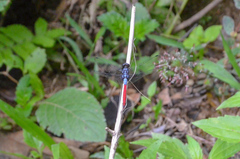 Orthetrum schneideri