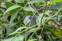 Orthetrum schneideri