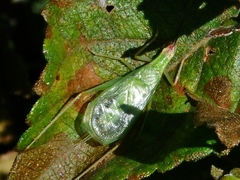 Oecanthus varicornis