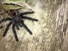 Avicularia avicularia