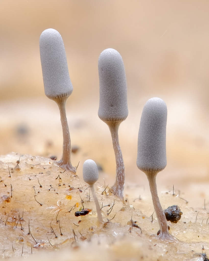White Carnival Candy Slime Mold