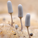 灰團網黏菌 - Photo (c) chofungi，保留部份權利CC BY-NC