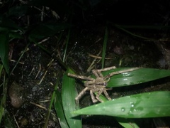 Phoneutria boliviensis