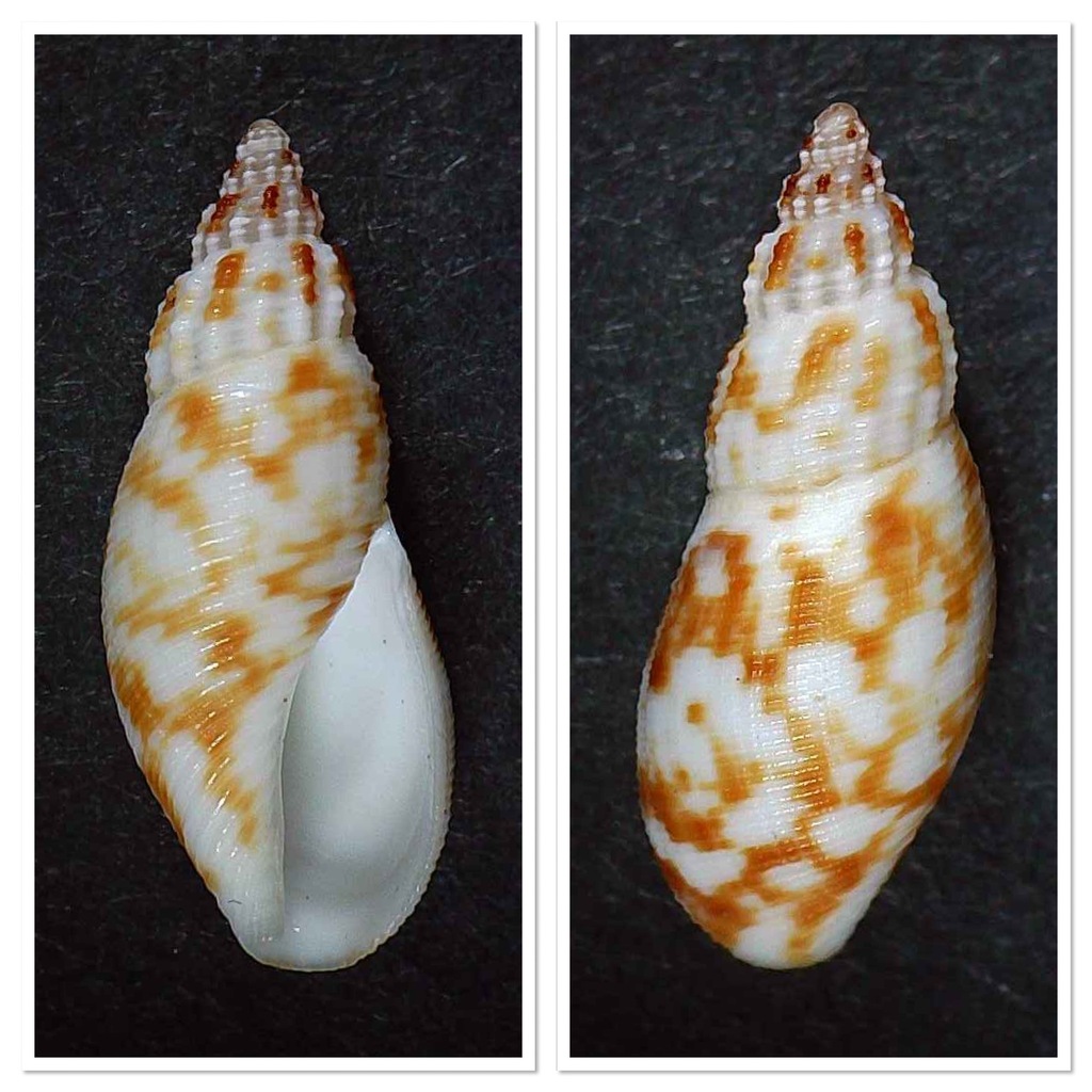 volute daphnelle