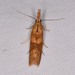 Alligatorweed Stemborer Moth - Photo (c) Jack Cochran, some rights reserved (CC BY-NC), uploaded by Jack Cochran