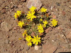 Pentachaeta aurea aurea