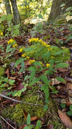 Solidago caesia