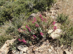 Penstemon clevelandii