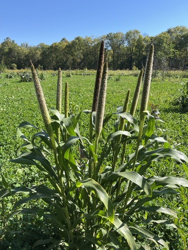 Cenchrus americanus, photograph 5