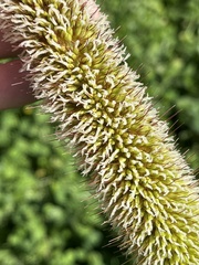 Cenchrus americanus, photograph kent ozment, CC0, iNaturalist via GBIF