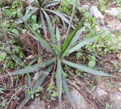Agave univittata
