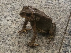 Duttaphrynus melanostictus