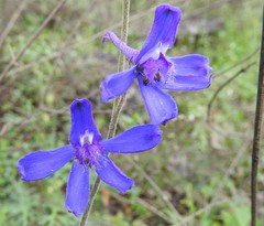 Delphinium madrense