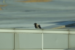 Corvus cornix