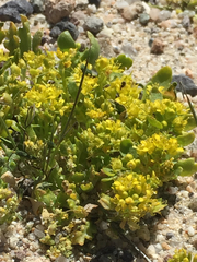 Lepidium flavum