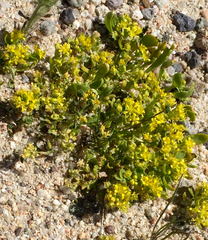 Lepidium flavum