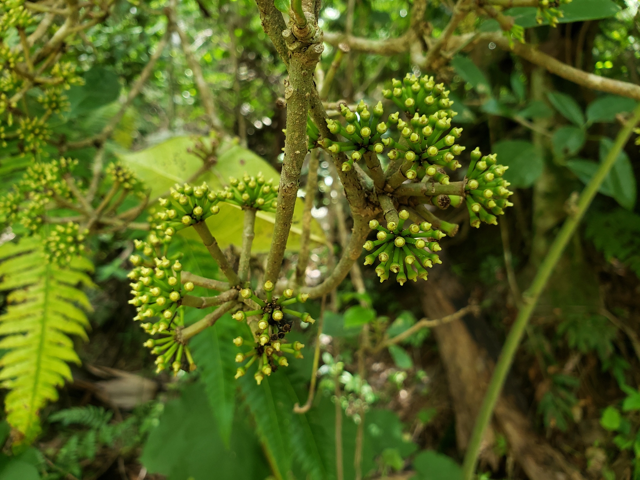 Dendropanax laurifolius