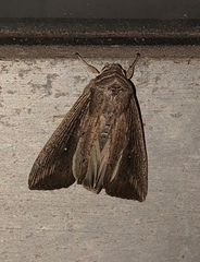 Leucania subpunctata