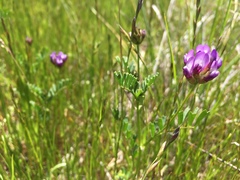 Astragalus didymocarpus milesianus