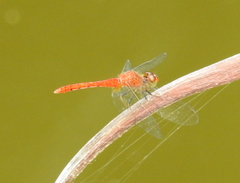 Nannodiplax rubra
