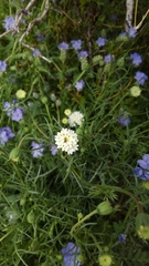 Chaenactis stevioides