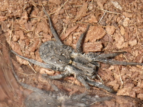 Koch's Wolf Spider photo 4