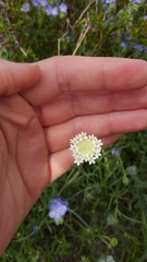 Chaenactis stevioides