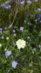 Chaenactis stevioides