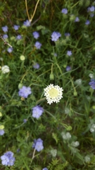 Chaenactis stevioides