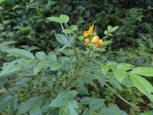Image of Senna hirsuta by (c) Tom Field, some rights reserved (CC BY)