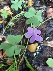Oxalis semiloba