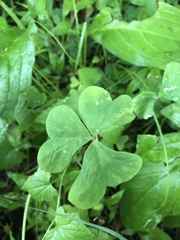 Oxalis semiloba