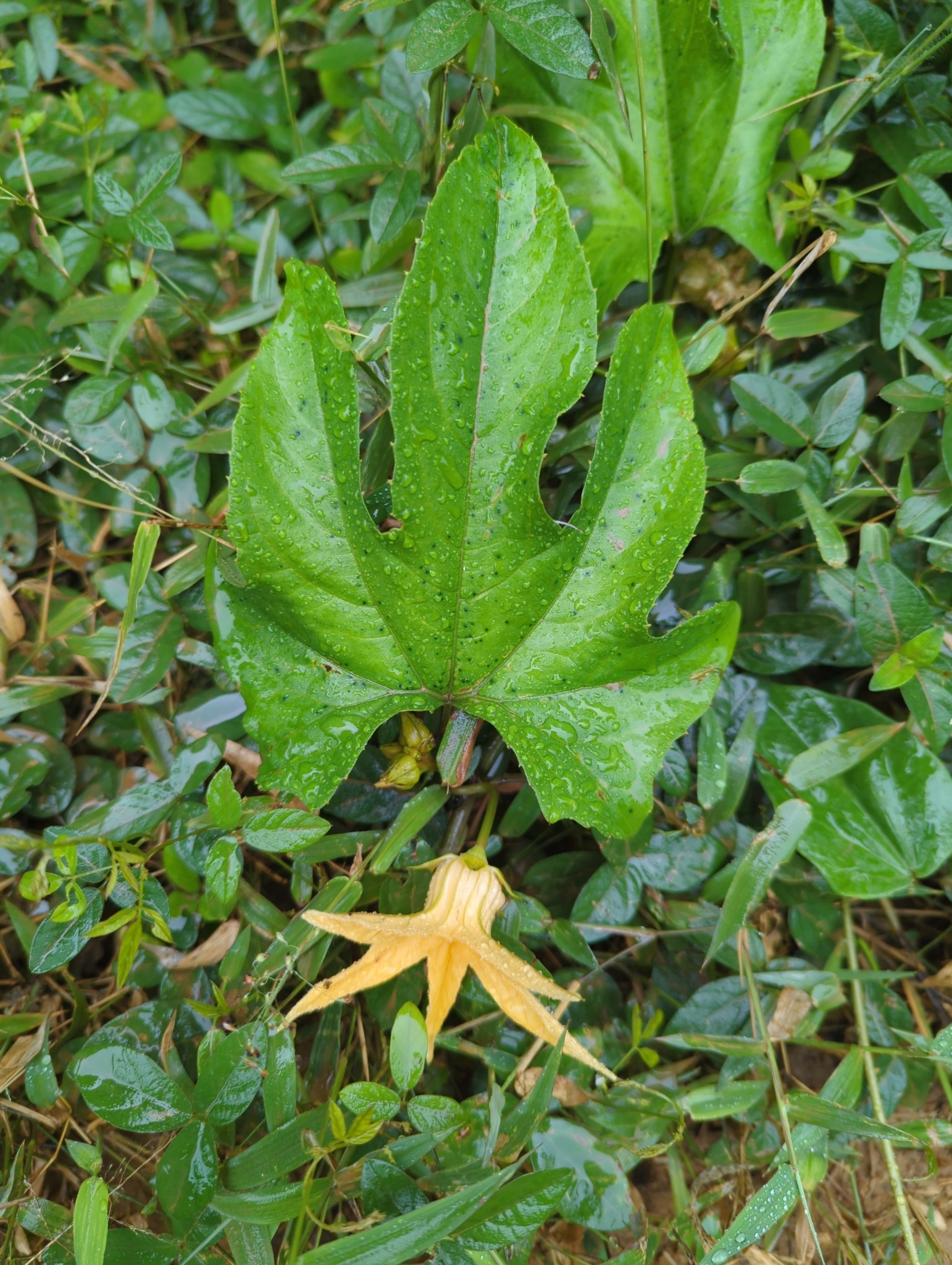Coccinia grandiflora