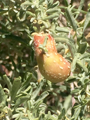 Asphondylia atriplicis