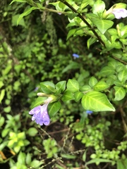 Sclerochiton harveyanus