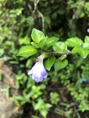 Sclerochiton harveyanus