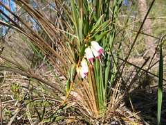 Conostephium pendulum