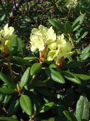 Rhododendron aureum