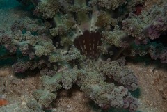 Actinodendron alcyonoideum