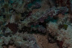 Actinodendron alcyonoideum