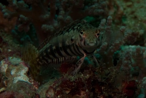 Parapercis cylindrica