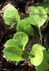 Pyrola elliptica