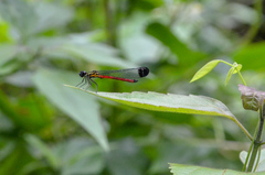 Rhinocypha pagenstecheri timorana